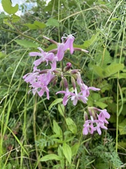 Saponaria officinalis