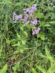Saponaria officinalis
