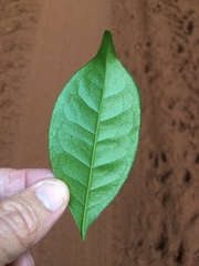 Suregada zanzibariensis