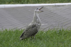 Larus michahellis