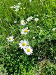 Tripleurospermum inodorum