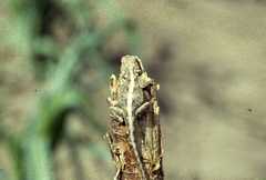 Agama armata