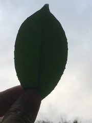 Suregada zanzibariensis