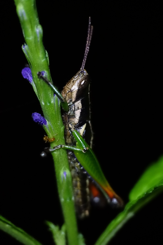 Caledonula