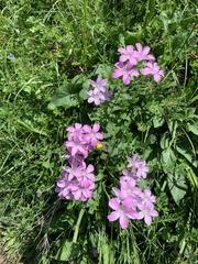 Linum hypericifolium