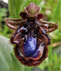 Ophrys speculum