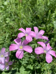 Linum hypericifolium