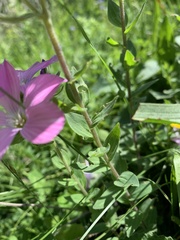 Linum hypericifolium