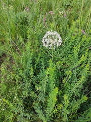 Allium decipiens