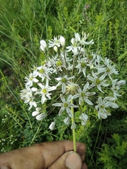 Allium decipiens