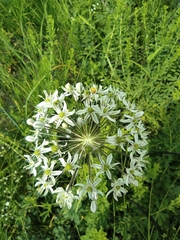 Allium decipiens