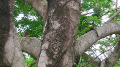 Callosciurus erythraeus