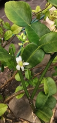 Citrus hystrix