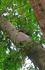 Callosciurus erythraeus