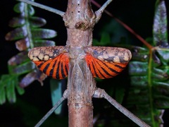 Phaenopharos struthioneus