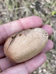 Macrozamia riedlei