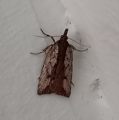 Planotortrix notophaea