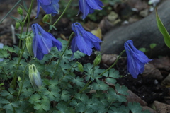 Aquilegia saximontana