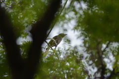 Hypsipetes amaurotis