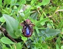 Ophrys speculum
