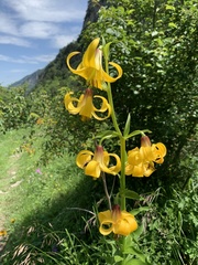 Lilium kesselringianum