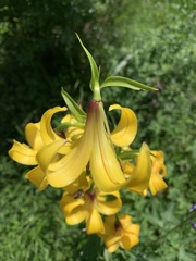 Lilium kesselringianum
