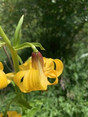 Lilium kesselringianum