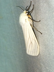 Ustjuzhania lineata