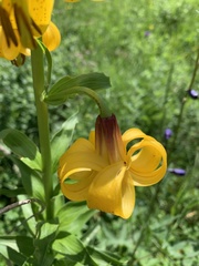Lilium kesselringianum