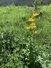 Lilium kesselringianum