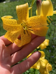 Lilium kesselringianum