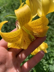 Lilium kesselringianum