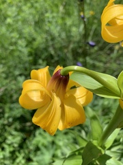 Lilium kesselringianum