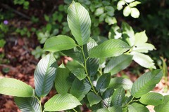 Rhamnus fallax