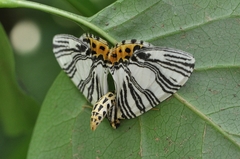 Callabraxas compositata