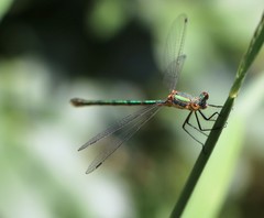 Lestes dryas