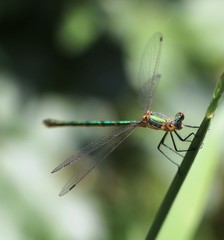 Lestes dryas