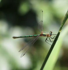 Lestes dryas