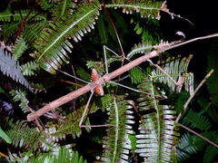Phaenopharos struthioneus