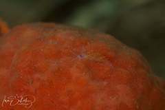 Coryphellina poenicia