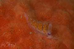 Coryphellina poenicia