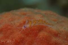 Coryphellina poenicia