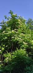 Sambucus nigra