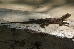 Agama lionotus