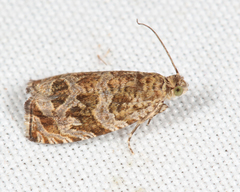 Olethreutes olivaceana