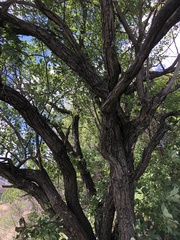 Rhamnus cathartica