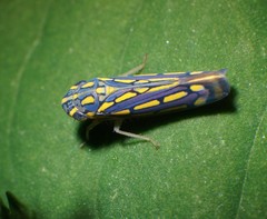 Apogonalia stalii