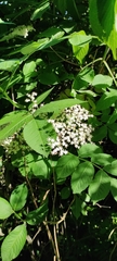 Sambucus nigra