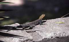 Agama lionotus