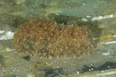 Polybranchia pallens